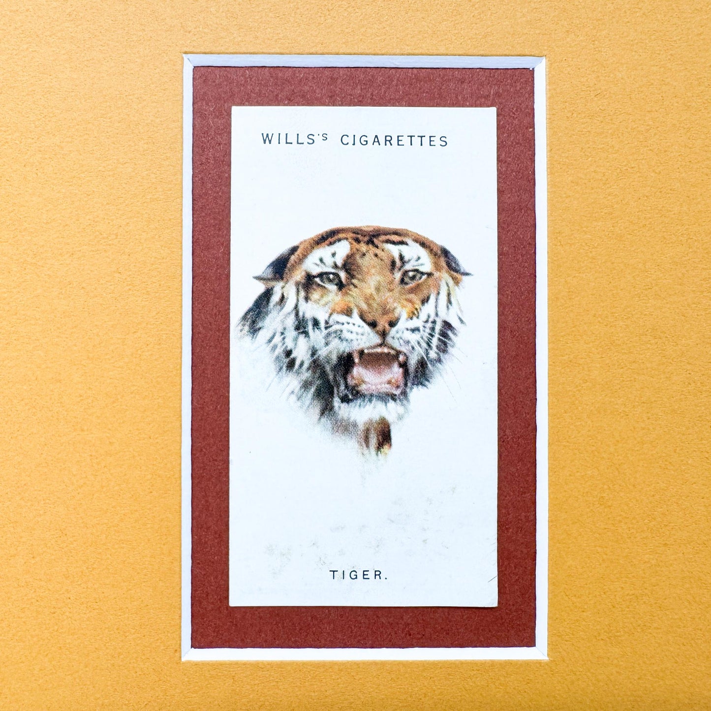 Framed Antique Cigarette Card c. 1931, Tiger