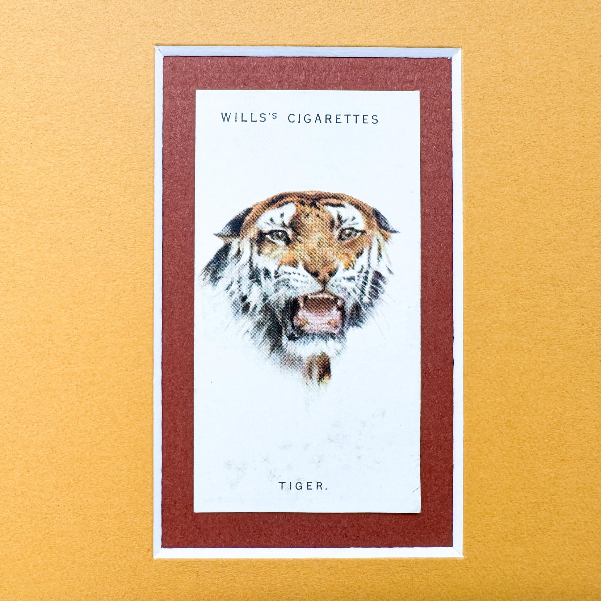 Framed Antique Cigarette Card c. 1931, Tiger
