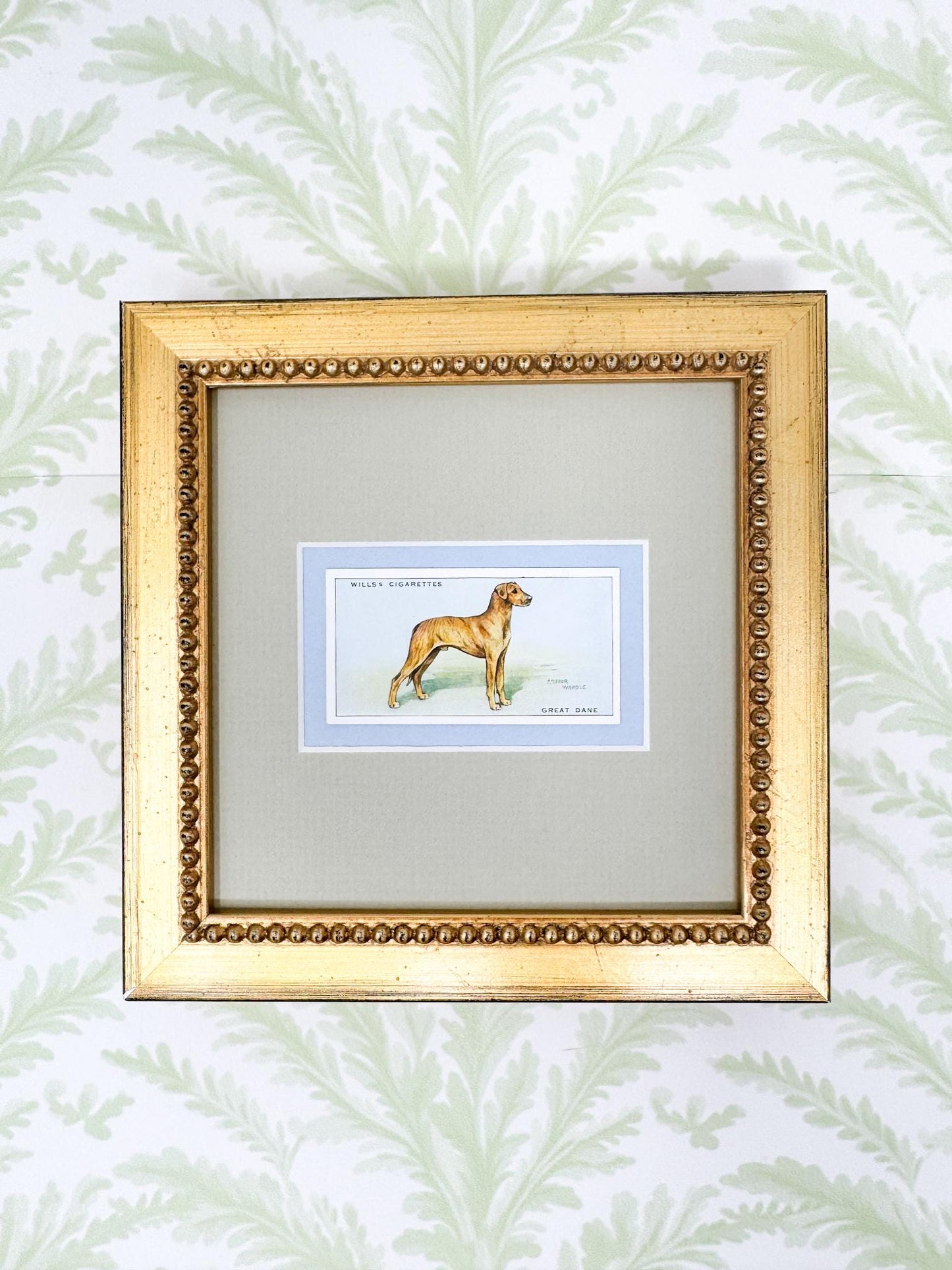 Framed Vintage Dog Cigarette Card c. 1937, Great Dane