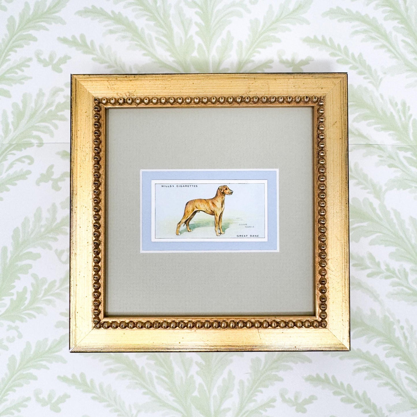 Framed Vintage Dog Cigarette Card c. 1937, Great Dane