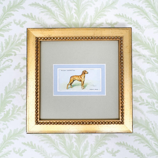 Framed Vintage Dog Cigarette Card c. 1937, Great Dane