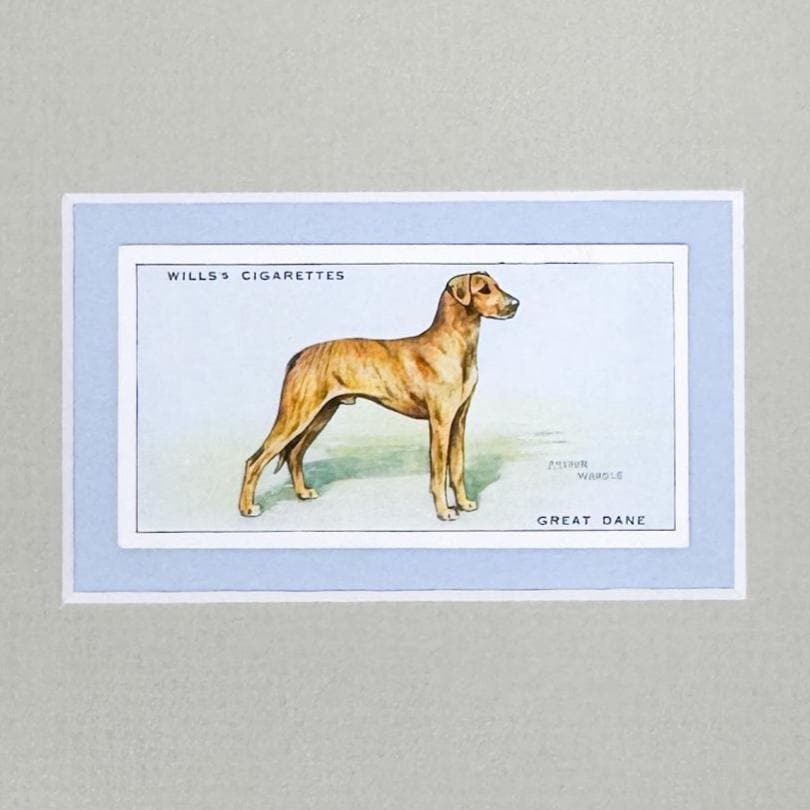 Framed Vintage Dog Cigarette Card c. 1937, Great Dane
