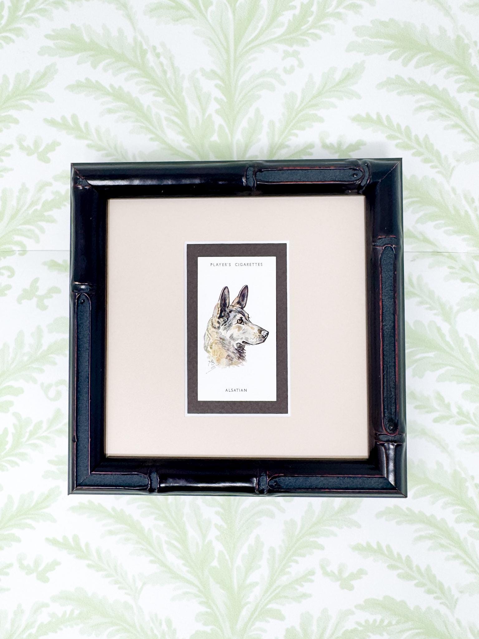 Framed Antique Dog Cigarette Card c. 1929, Alsatian (German Shepherd)