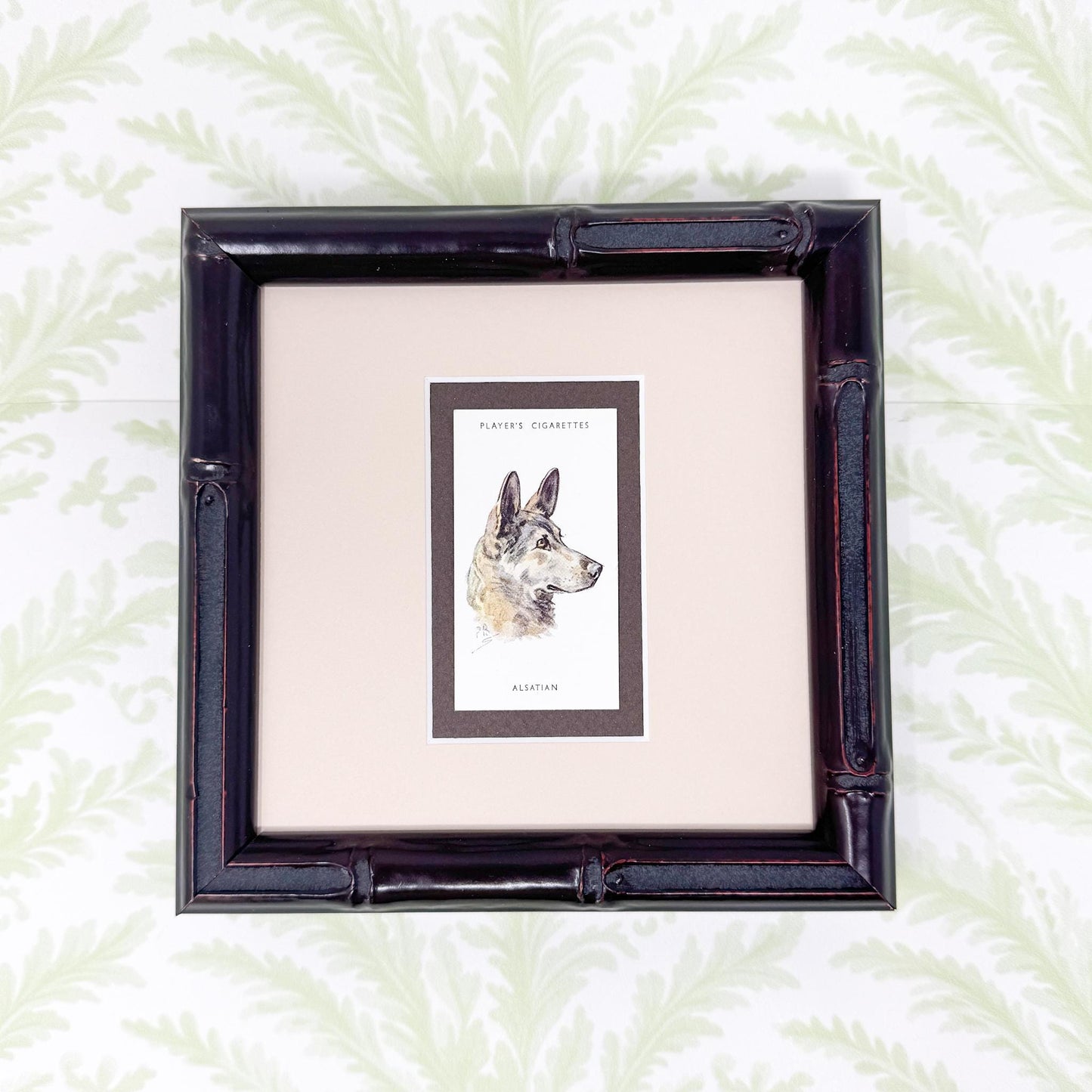 Framed Antique Dog Cigarette Card c. 1929, Alsatian (German Shepherd)