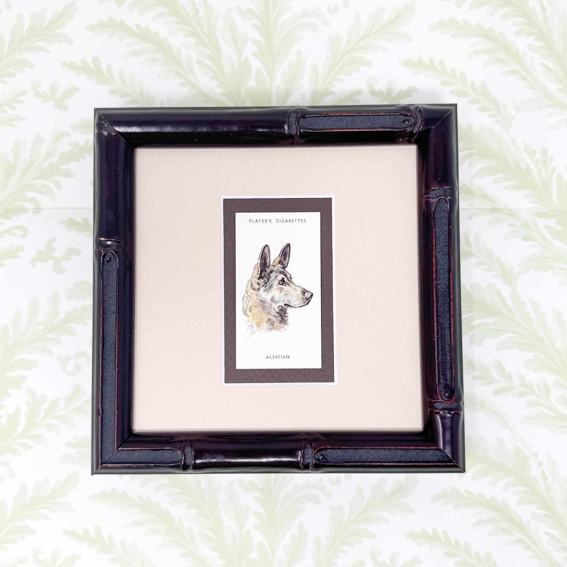Framed Antique Dog Cigarette Card c. 1929, Alsatian (German Shepherd)