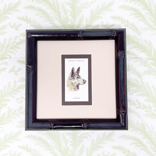 Framed Antique Dog Cigarette Card c. 1929, Alsatian (German Shepherd)