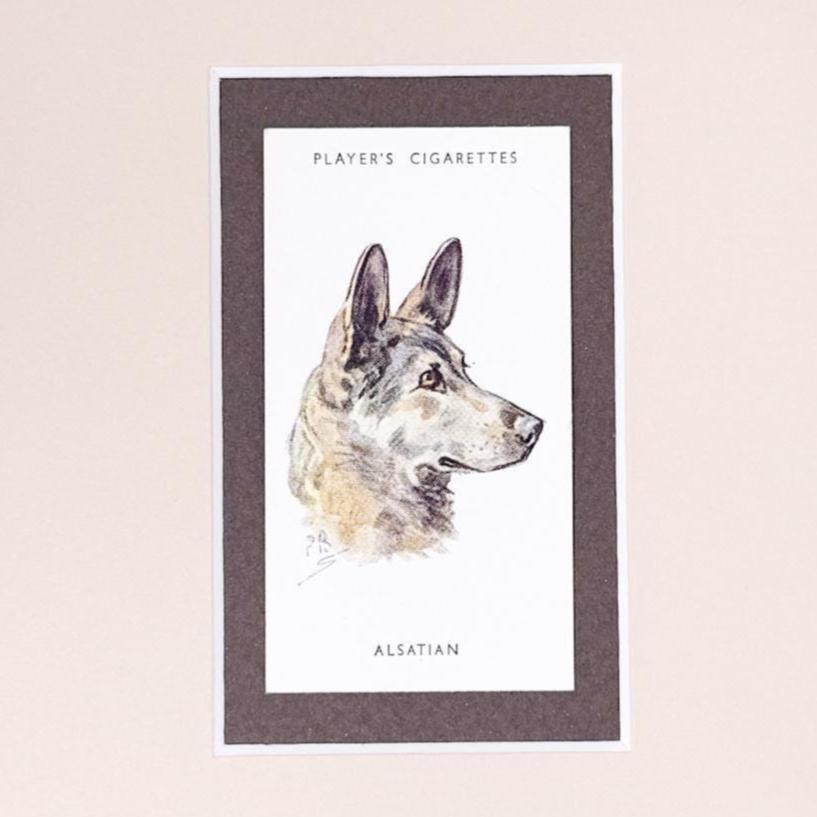 Framed Antique Dog Cigarette Card c. 1929, Alsatian (German Shepherd)