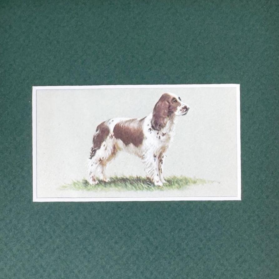Framed Vintage Dog Cigarette Card c. 1971, English Springer Spaniel