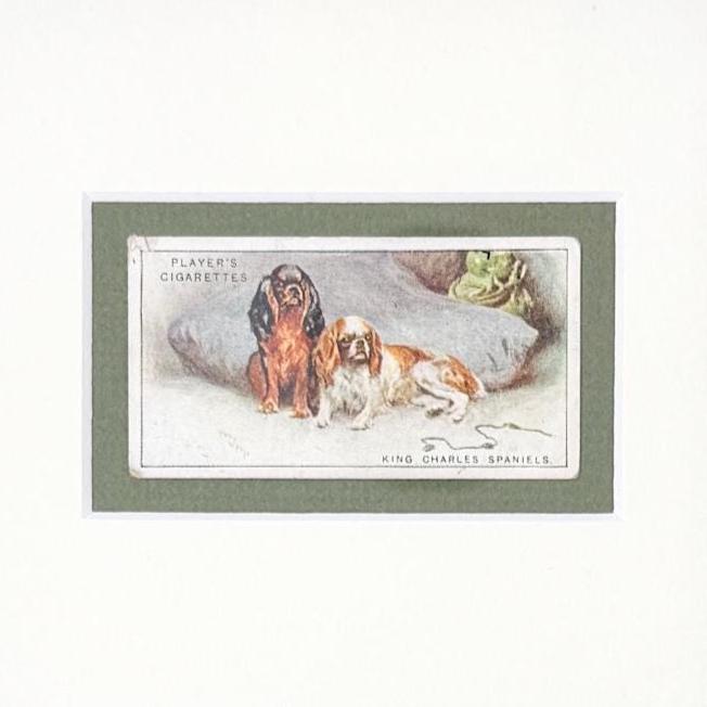 Framed Antique Dog Cigarette Card c. 1925, King Charles Cavalier Spaniel