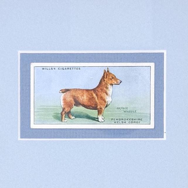 Framed Antique Dog Cigarette Card c. 1937, Welsh Corgi