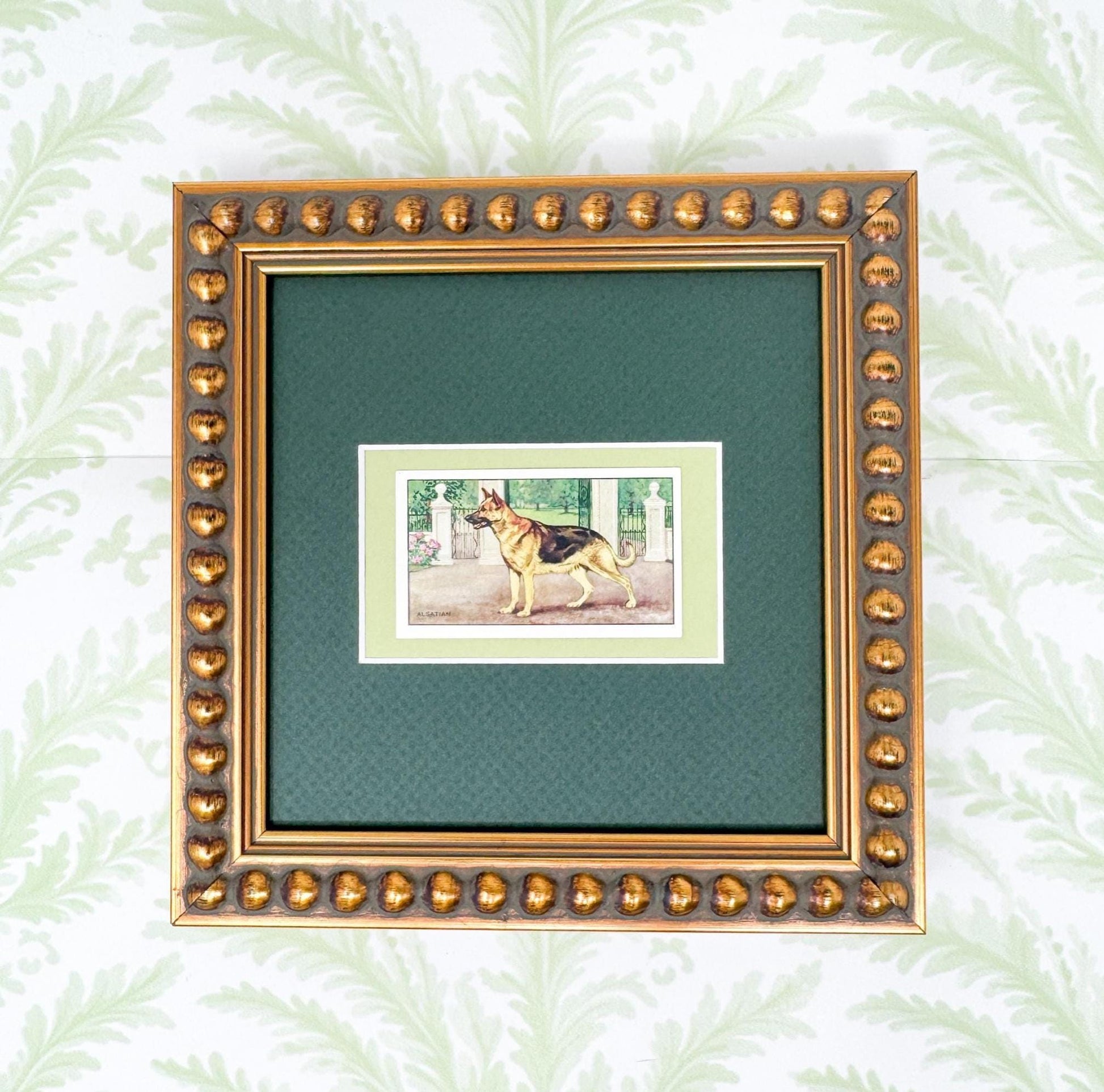 Framed Vintage Dog Cigarette Card c. 1936, Alsatian (German Shepherd)