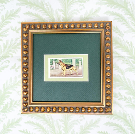 Framed Vintage Dog Cigarette Card c. 1936, Alsatian (German Shepherd)