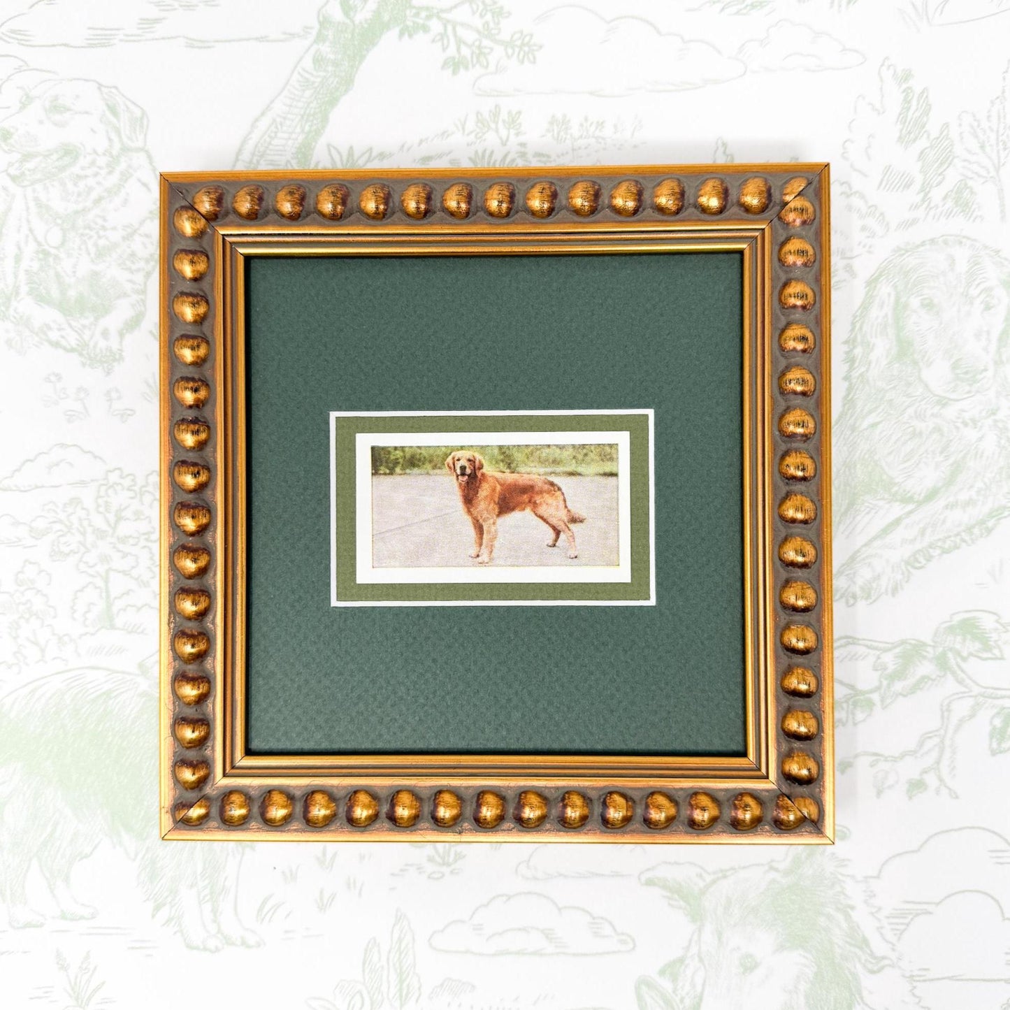 Framed Vintage Dog Cigarette Card, Golden Retriever