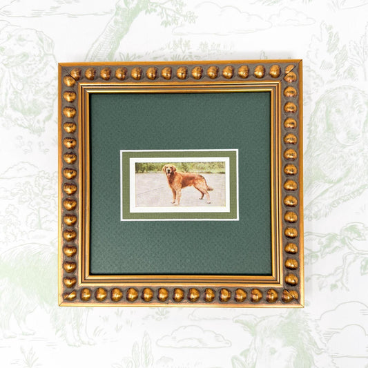 Framed Vintage Dog Cigarette Card, Golden Retriever