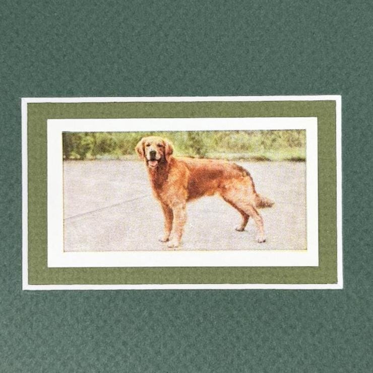 Framed Vintage Dog Cigarette Card, Golden Retriever