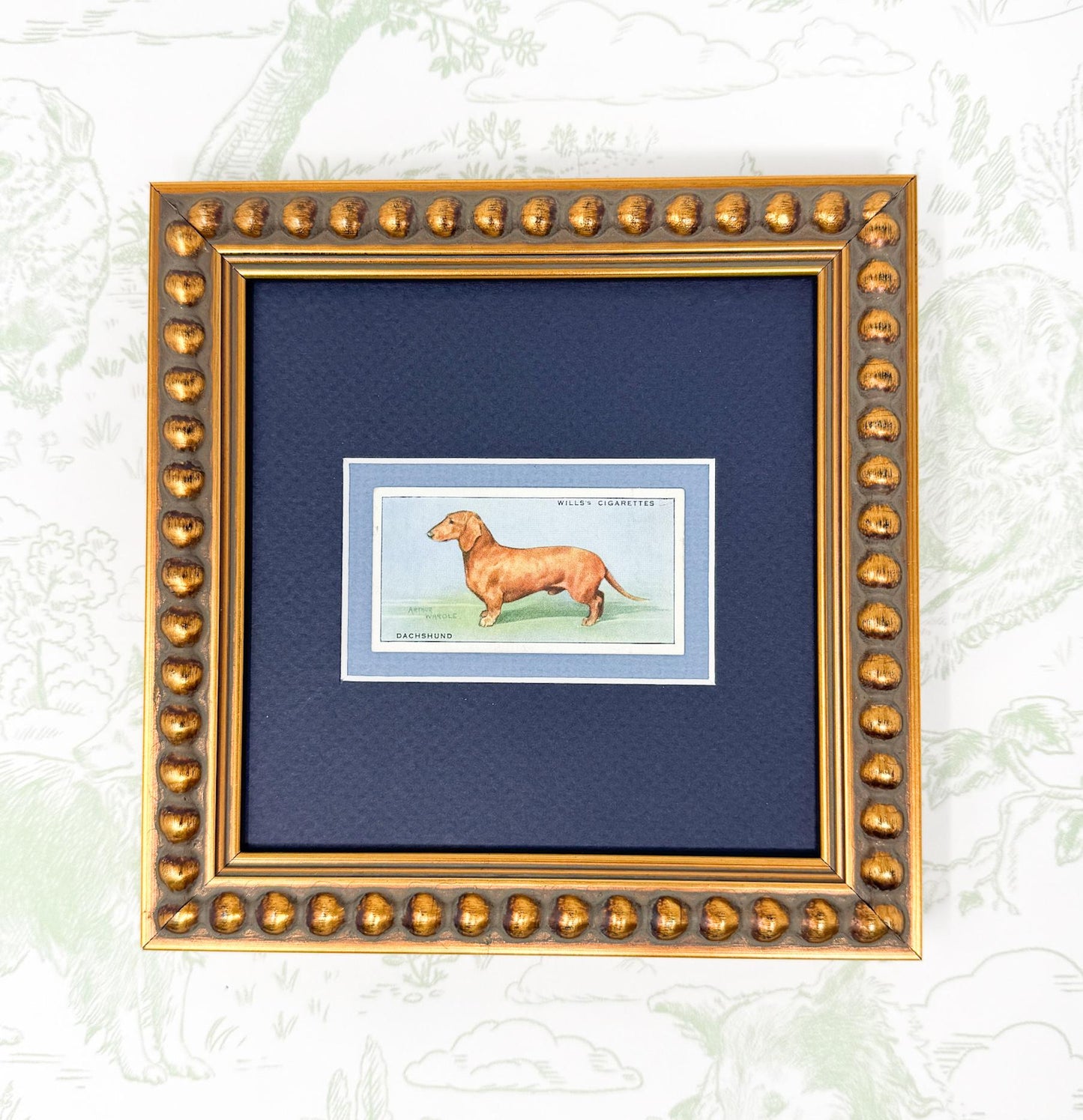 Framed Vintage Dog Cigarette Card c. 1937, Dachshund