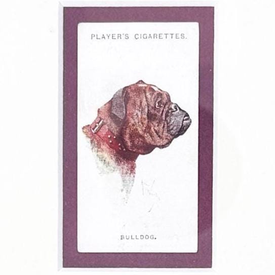 Framed Antique Dog Cigarette Card c. 1929, Bulldog