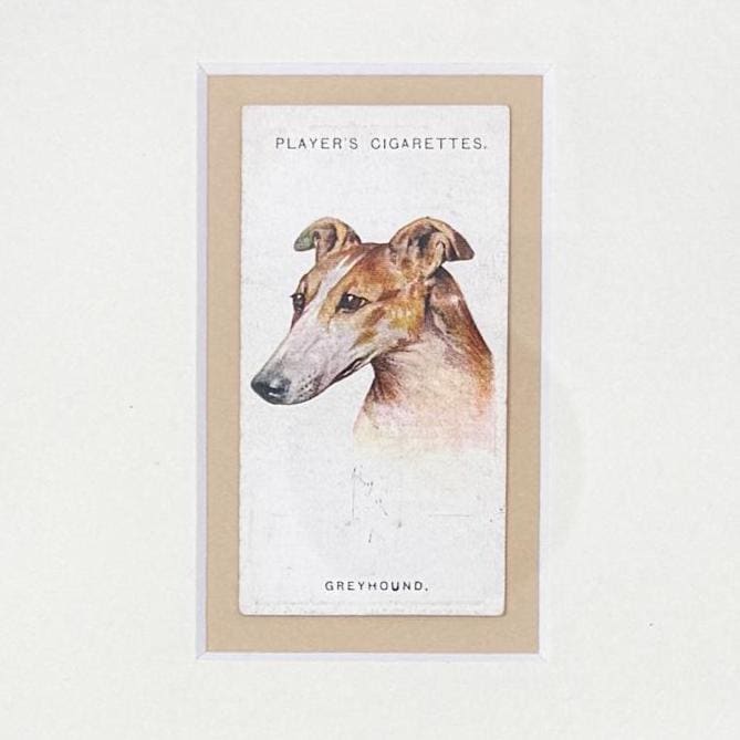 Framed Antique Dog Cigarette Card c. 1929, Greyhound