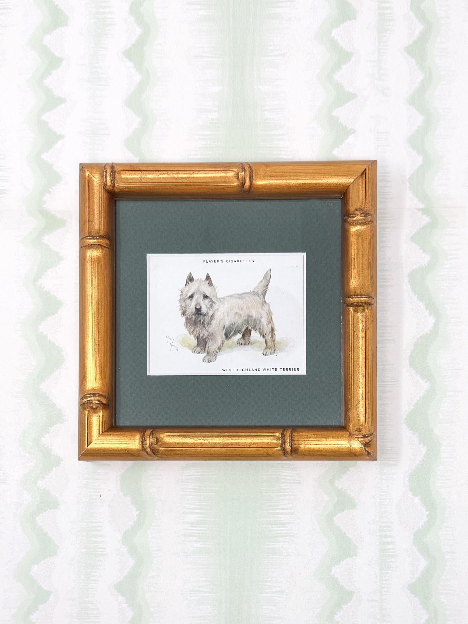 Framed Antique Dog Cigarette Card c. 1933, West Highland White Terrier
