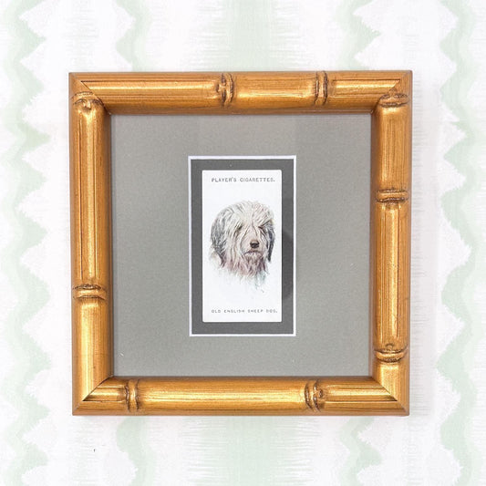 Framed Antique Dog Cigarette Card c. 1929, Old English Sheep Dog