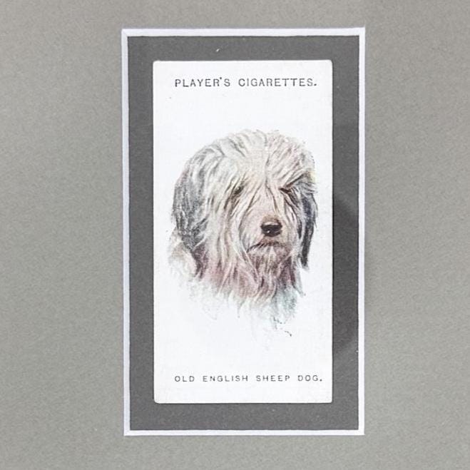 Framed Antique Dog Cigarette Card c. 1929, Old English Sheep Dog