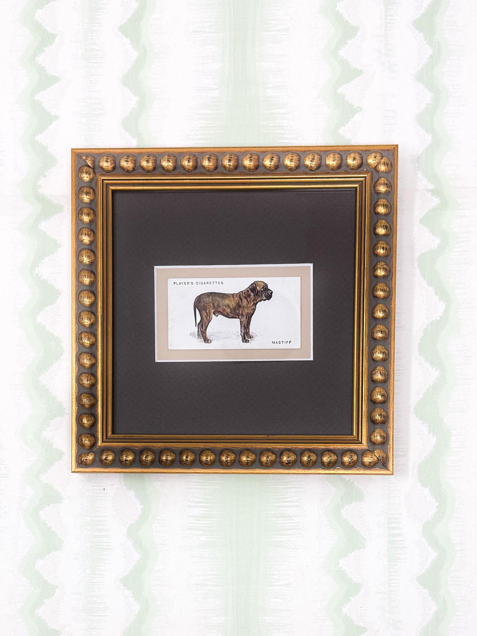 Framed Dog Antique Cigarette Card c. 1931, Mastiff