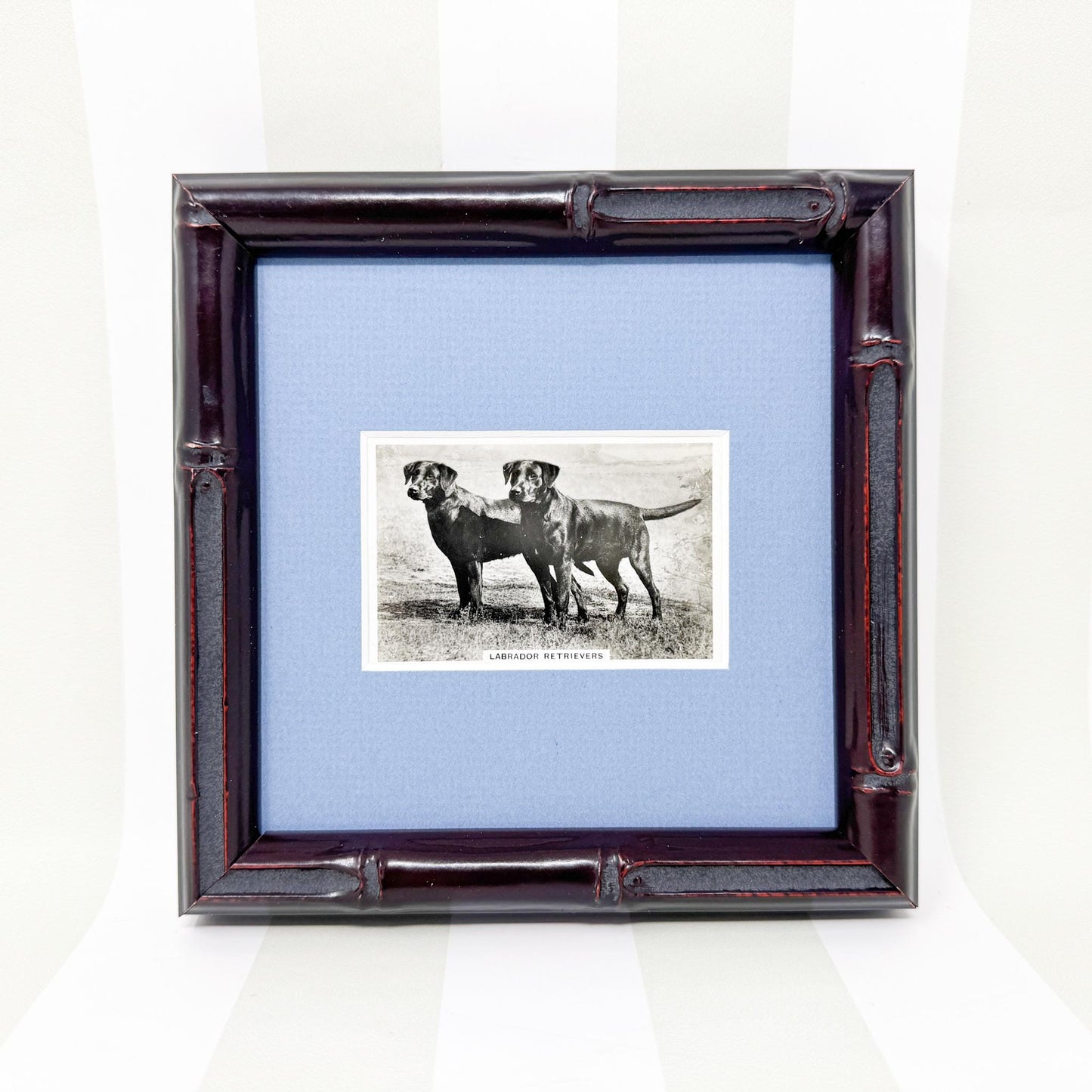 Framed Vintage Dog Cigarette Card c. 1939, Labrador Retriever