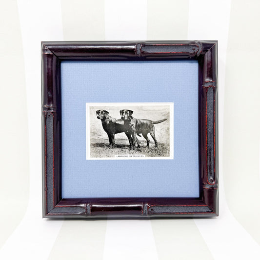 Framed Vintage Dog Cigarette Card c. 1939, Labrador Retriever