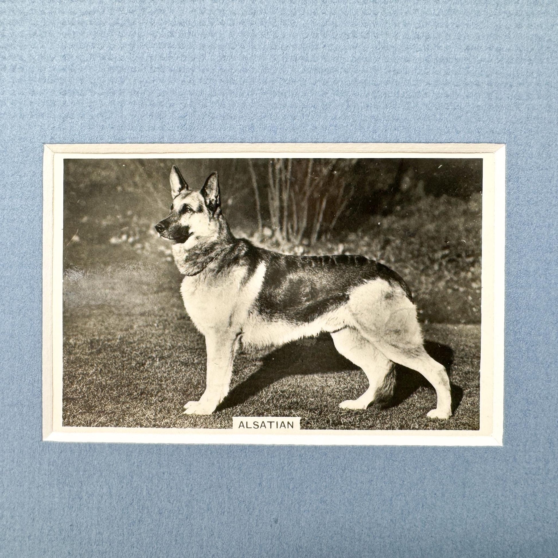 Framed Vintage Dog Cigarette Card c. 1939, Alsatian (German Shepherd)