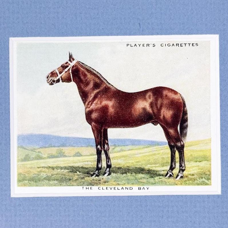 Framed Antique Horse Cigarette Card c. 1939, Cleveland Bay