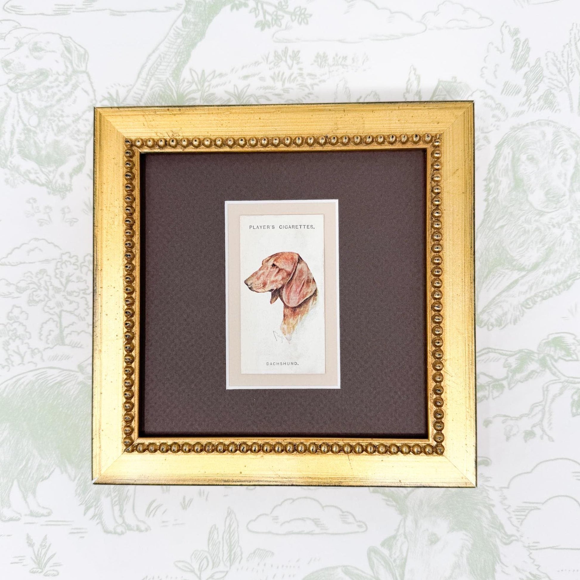 Framed Antique Dog Cigarette Card c. 1929, Dachshund
