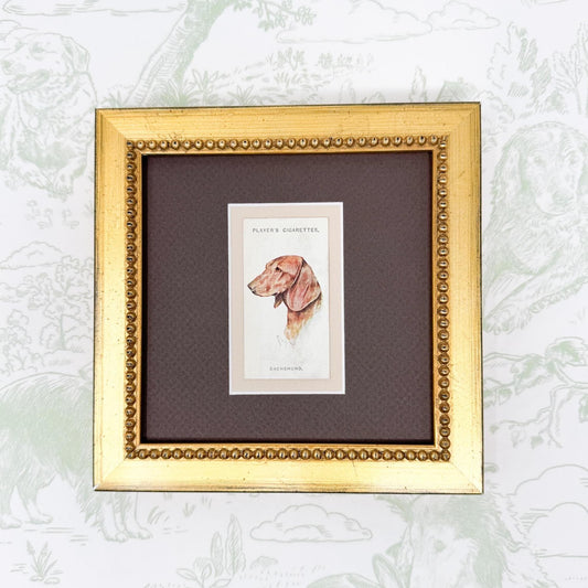 Framed Antique Dog Cigarette Card c. 1929, Dachshund