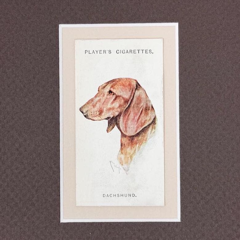 Framed Antique Dog Cigarette Card c. 1929, Dachshund