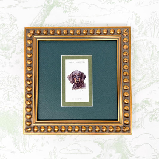 Framed Antique Dog Cigarette Card c. 1929, Dachshund