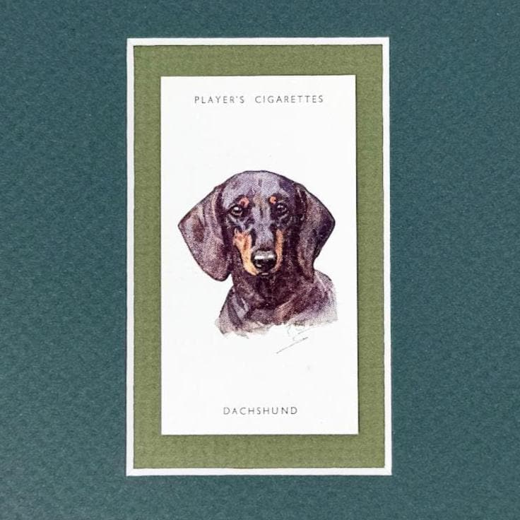 Framed Antique Dog Cigarette Card c. 1929, Dachshund