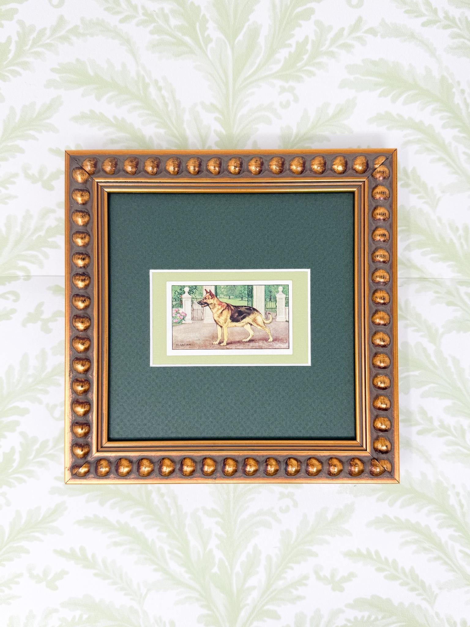 Framed Vintage Dog Cigarette Card c. 1936, Alsatian (German Shepherd)