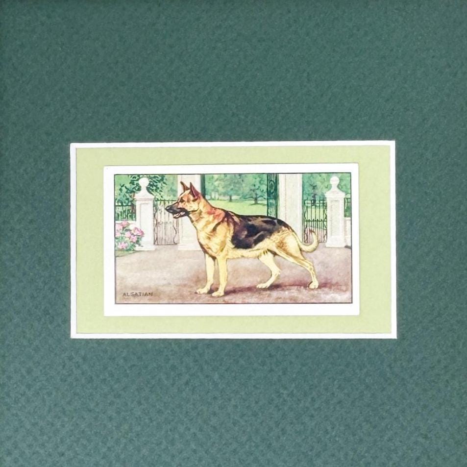 Framed Vintage Dog Cigarette Card c. 1936, Alsatian (German Shepherd)