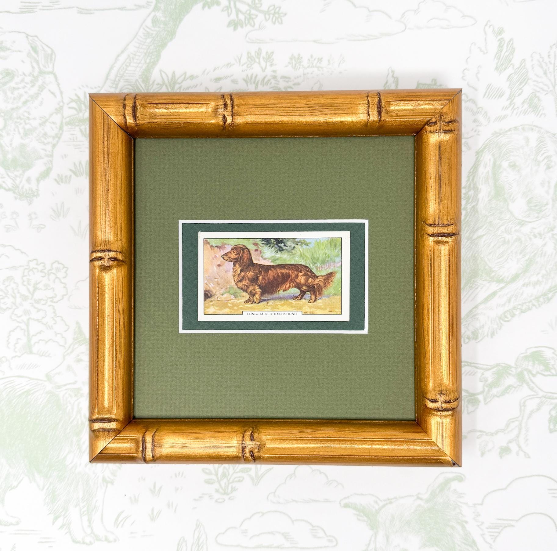 Framed Vintage Dog Cigarette Card c. 1938, Long-Haired Dachshund