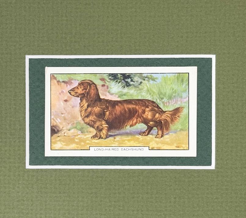 Framed Vintage Dog Cigarette Card c. 1938, Long-Haired Dachshund