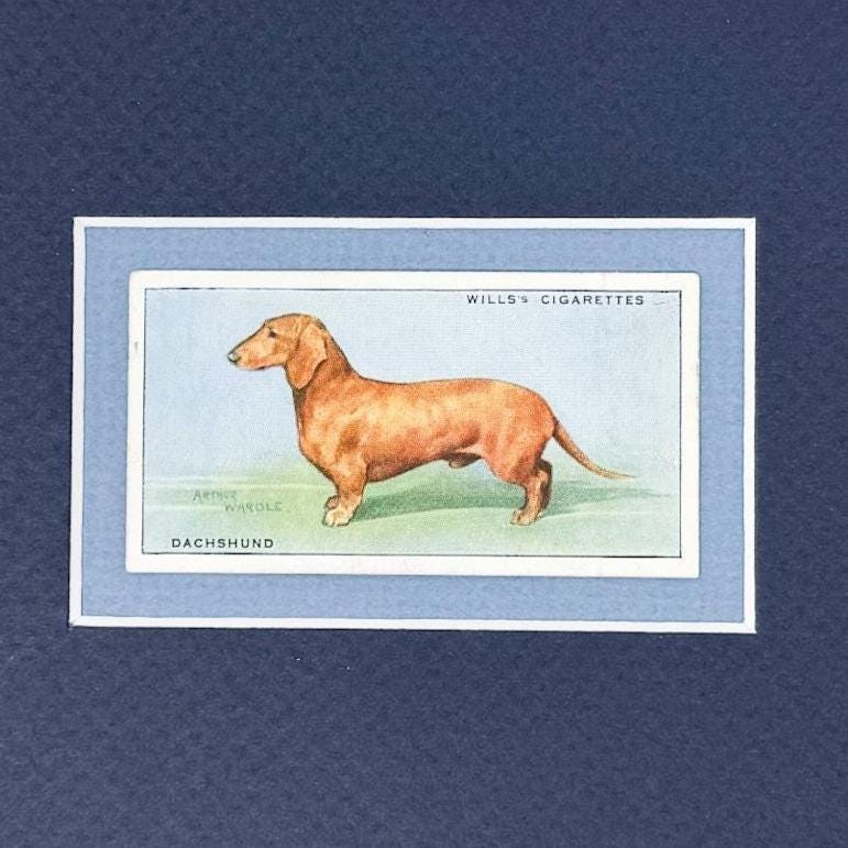 Framed Vintage Dog Cigarette Card c. 1937, Dachshund