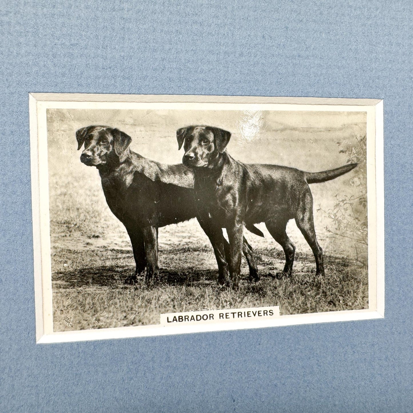 Framed Vintage Dog Cigarette Card c. 1939, Labrador Retriever
