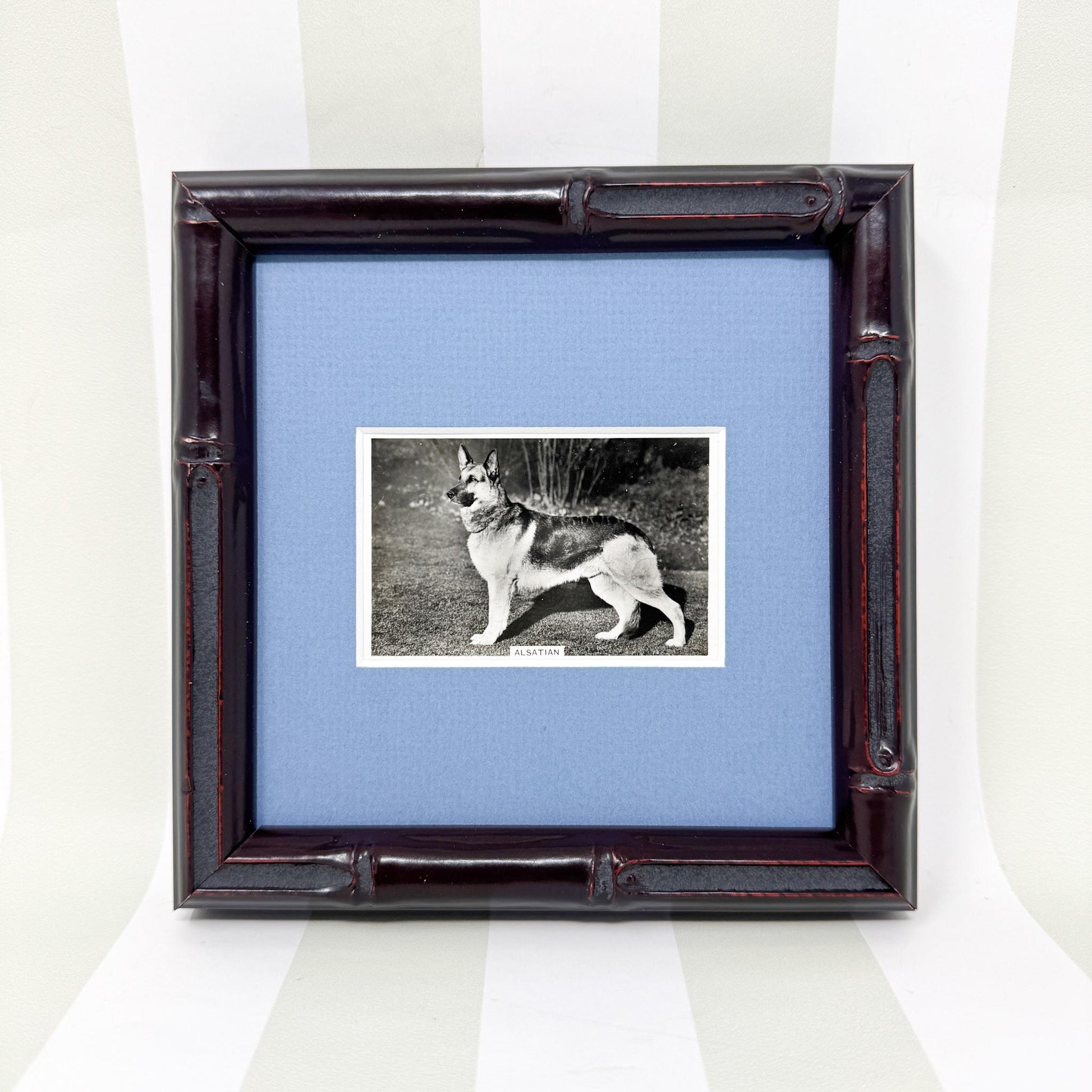 Framed Vintage Dog Cigarette Card c. 1939, Alsatian (German Shepherd)