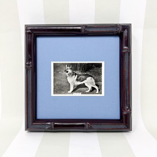 Framed Vintage Dog Cigarette Card c. 1939, Alsatian (German Shepherd)