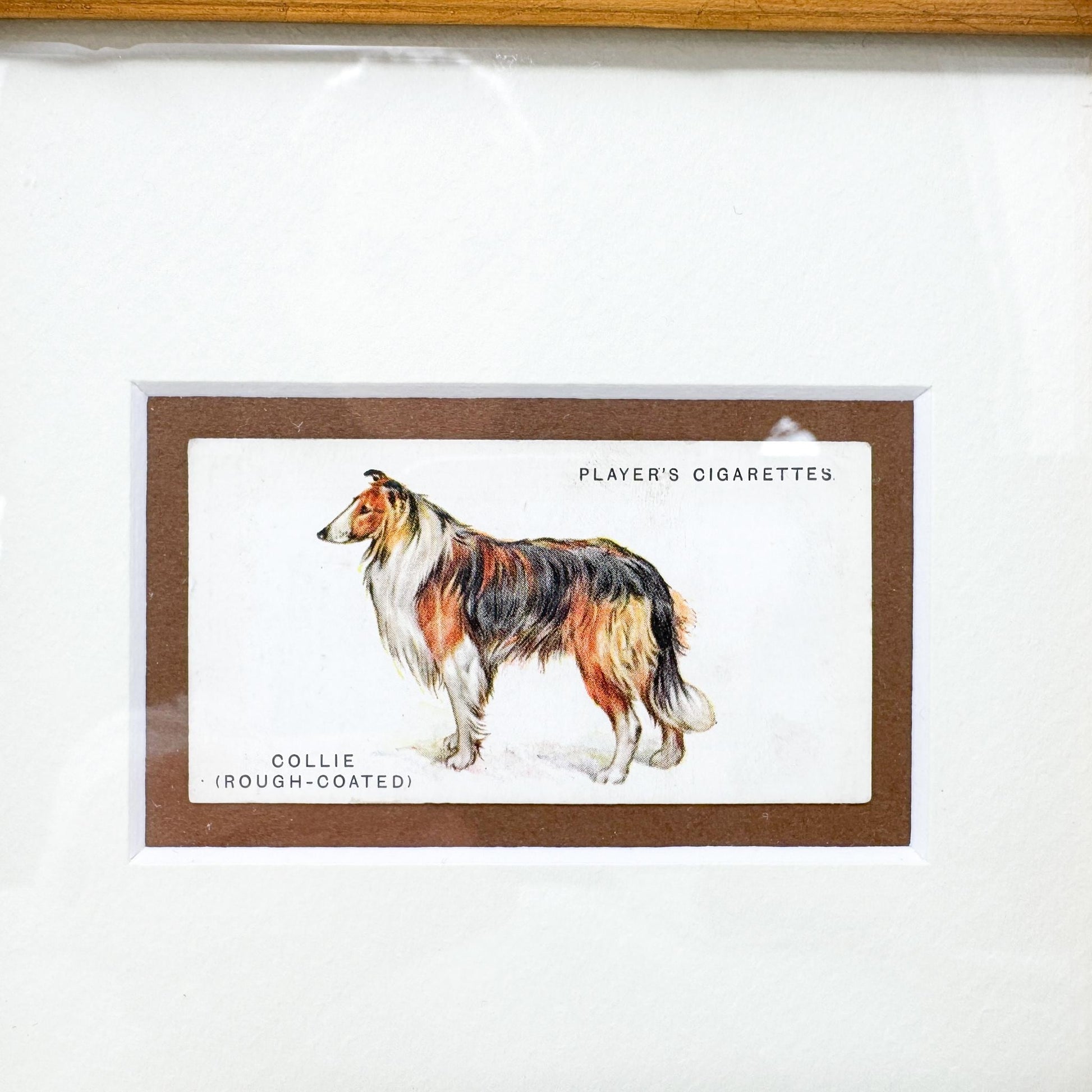 Framed Vintage Dog Cigarette Card c. 1931, Collie