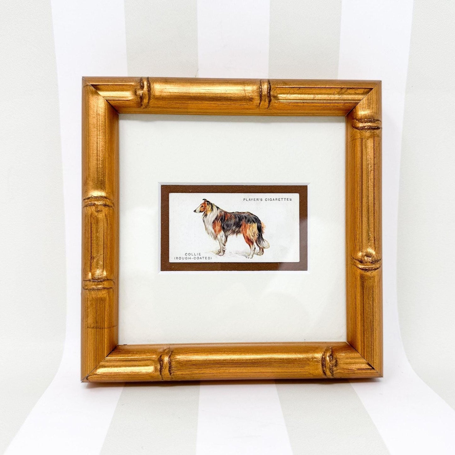 Framed Vintage Dog Cigarette Card c. 1931, Collie