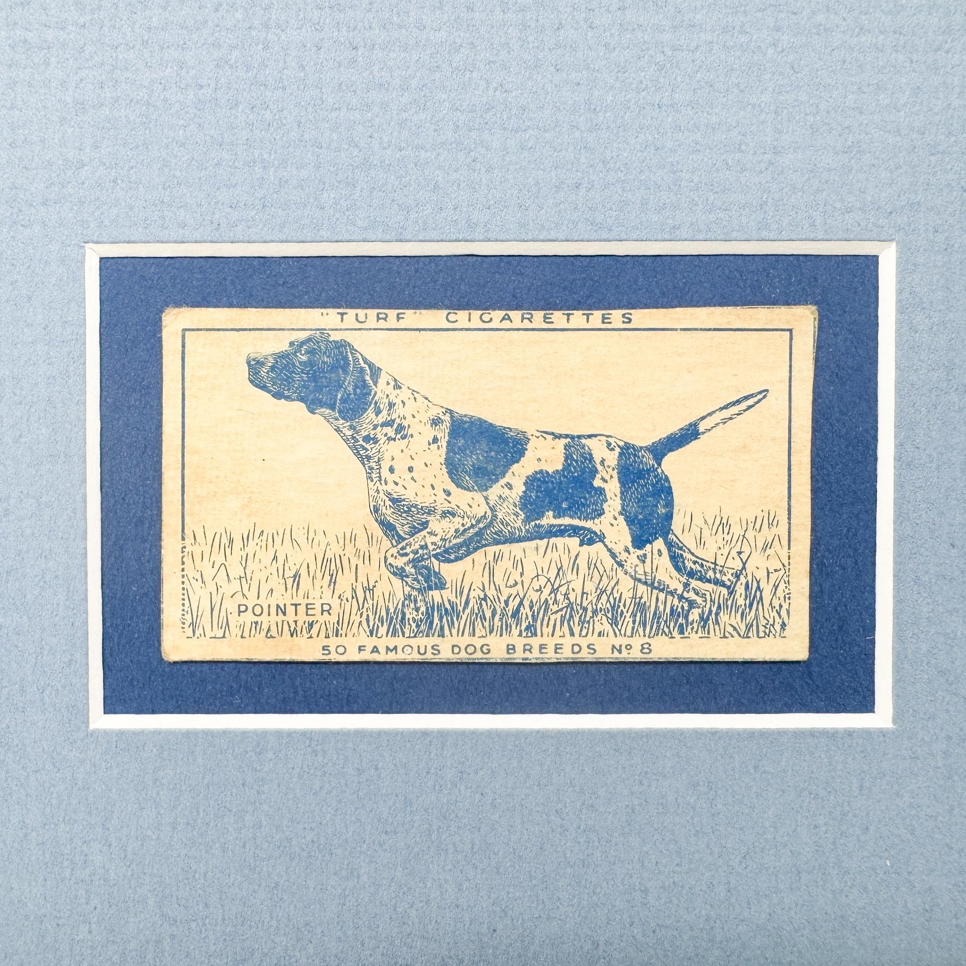 Framed Vintage Dog Cigarette Card c. 1952, Pointer