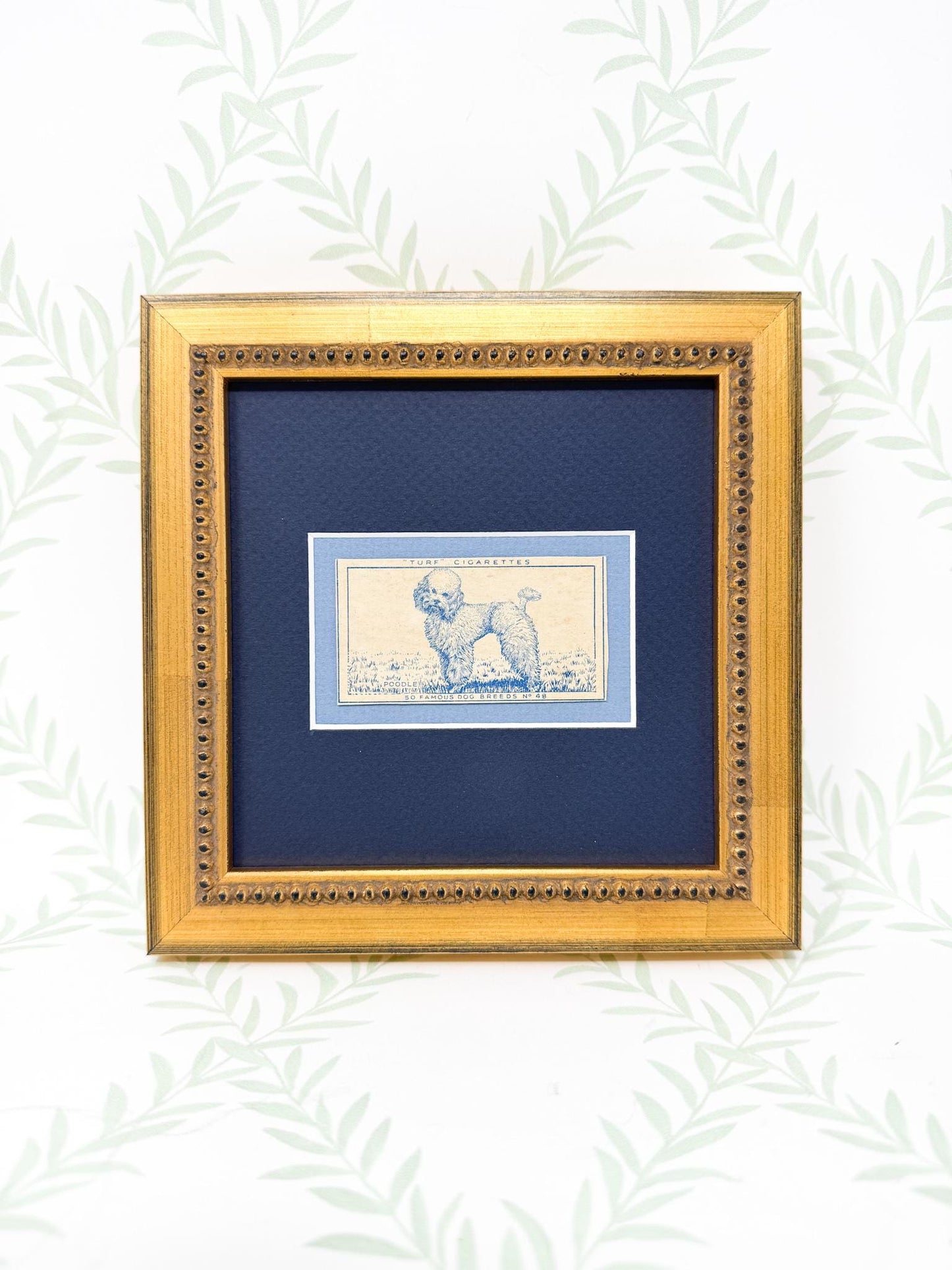 Framed Vintage Dog Cigarette Card c. 1952, Poodle