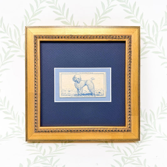 Framed Vintage Dog Cigarette Card c. 1952, Poodle