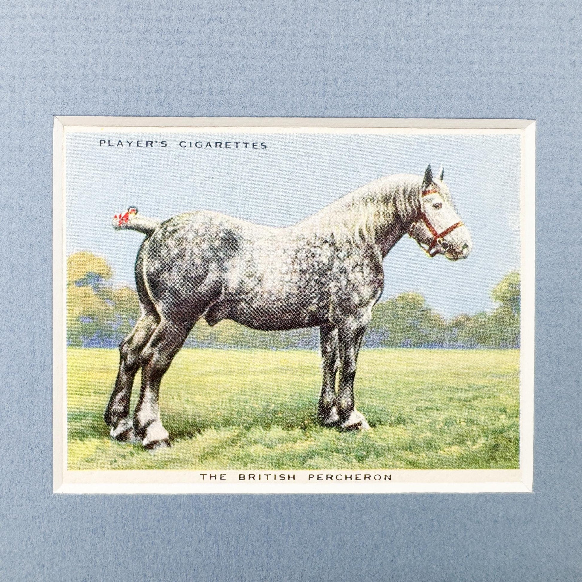 Framed Vintage Horse Cigarette Card c. 1939, British Percheron