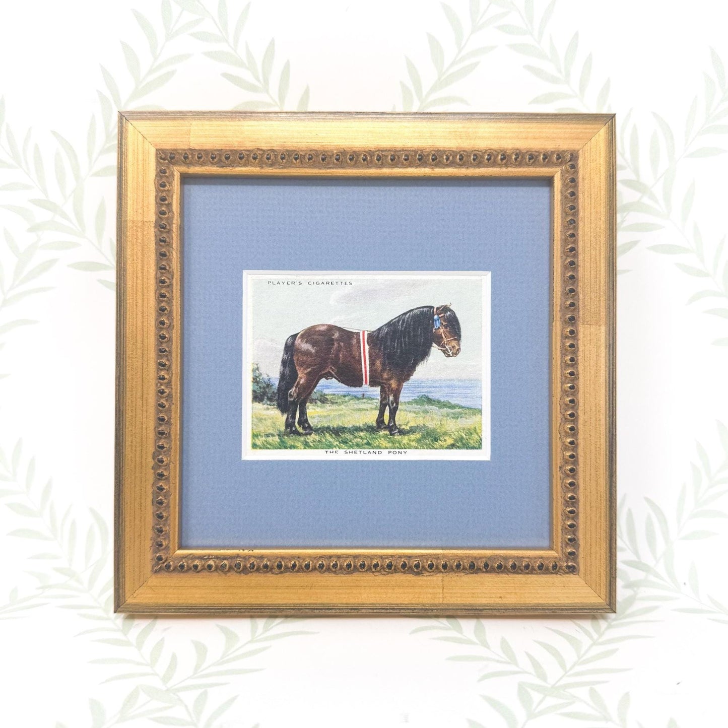 Framed Vintage Horse Cigarette Card c. 1939, Shetland Pony